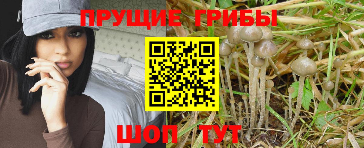 как найти   Вход с VPN  Галлюциногенные грибы мицелий  Коммунар  Галлюциногенные грибы Psilocybine cubensis 